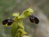 Ophrys fusca ssp fusca 46, Saxifraga-Jan van der Straaten