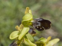 Ophrys fusca ssp fusca 47, Saxifraga-Jan van der Straaten