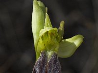 Ophrys fusca ssp fusca 49, Saxifraga-Willem van Kruijsbergen