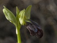 Ophrys fusca ssp fusca 52, Saxifraga-Willem van Kruijsbergen