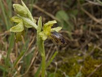 Ophrys fusca ssp fusca 53, Saxifraga-Willem van Kruijsbergen