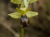 Ophrys fusca ssp fusca 54, Saxifraga-Willem van Kruijsbergen