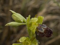 Ophrys fusca ssp fusca 56, Saxifraga-Willem van Kruijsbergen