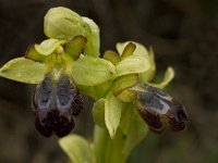 Ophrys fusca ssp fusca 57, Saxifraga-Willem van Kruijsbergen