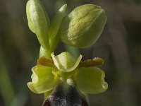 Ophrys fusca ssp fusca 58, Saxifraga-Willem van Kruijsbergen