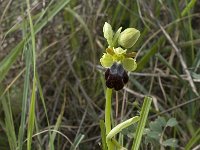 Ophrys fusca ssp fusca 59, Saxifraga-Willem van Kruijsbergen