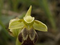 Ophrys fusca ssp fusca 60, Saxifraga-Willem van Kruijsbergen