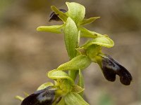 Ophrys fusca ssp fusca 62, Saxifraga-Willem van Kruijsbergen