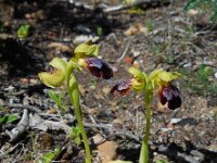 Ophrys fusca ssp fusca 84, Saxifraga-Ed Stikvoort