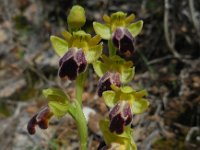 Ophrys fusca ssp fusca 91, Saxifraga-Ed Stikvoort