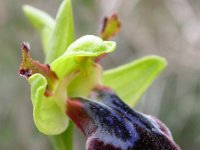 Ophrys fusca ssp iricolor 100, Regenboogophrys, Saxifraga-Ed Stikvoort