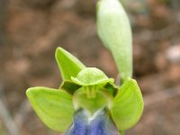 Ophrys fusca ssp iricolor 101, Regenboogophrys, Saxifraga-Ed Stikvoort