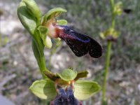 Ophrys fusca ssp iricolor 102, Regenboogophrys, Saxifraga-Ed Stikvoort : s10 cyprus
