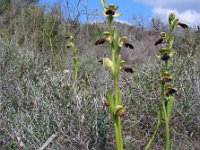 Ophrys fusca ssp iricolor 93, Regenboogophrys, Saxifraga-Ed Stikvoort : s10 cyprus