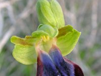 Ophrys fusca ssp iricolor 96, Regenboogophrys, Saxifraga-Ed Stikvoort : cp4500 cyprus disc 1