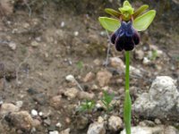 Ophrys fusca ssp iricolor 99, Regenboogophrys, Saxifraga-Ed Stikvoort : s10 cyprus