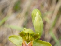 Ophrys fusca ssp lucifera 7, Saxifraga-Rien Schot