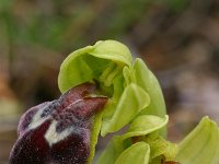 Ophrys fusca ssp lucifera 8, Saxifraga-Rien Schot