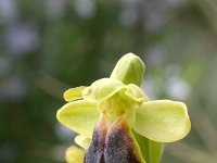 Ophrys fusca ssp lucifera 9, Saxifraga-Rien Schot