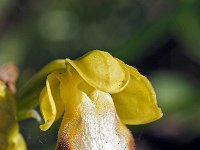 Ophrys gackiae 1, Saxifraga-Hans Dekker