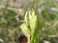 Ophrys garganica 1, Saxifraga-Rien Schot