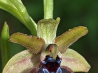 Ophrys garganica 11, Saxifraga-Hans Dekker