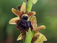Ophrys garganica 12, Saxifraga-Hans Dekker