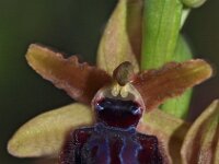 Ophrys garganica 13, Saxifraga-Hans Dekker