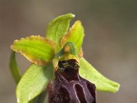 Ophrys garganica 14, Saxifraga-Hans Dekker