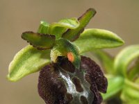 Ophrys garganica 16, Saxifraga-Hans Dekker