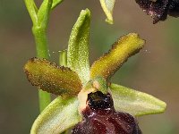 Ophrys garganica 17, Saxifraga-Hans Dekker