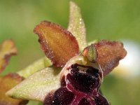 Ophrys garganica 19, Saxifraga-Hans Dekker