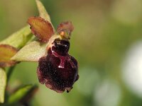 Ophrys garganica 20, Saxifraga-Hans Dekker