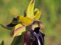 Ophrys garganica 21, Saxifraga-Hans Dekker