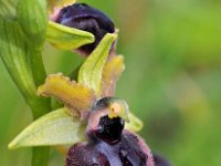 Ophrys garganica 22, Saxifraga-Hans Dekker