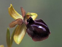 Ophrys garganica 23, Saxifraga-Hans Dekker
