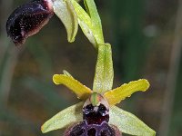 Ophrys garganica 24, Saxifraga-Hans Dekker