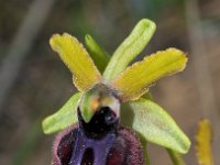 Ophrys garganica 25, Saxifraga-Hans Dekker