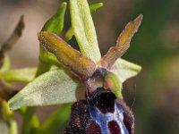Ophrys garganica 26, Saxifraga-Hans Dekker