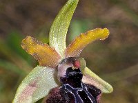 Ophrys garganica 27, Saxifraga-Hans Dekker