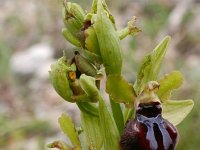 Ophrys garganica 3, Saxifraga-Rien Schot
