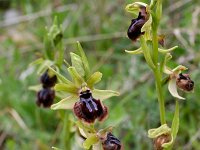 Ophrys garganica 4, Saxifraga-Rien Schot