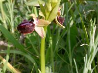 Ophrys garganica 5, Saxifraga-Rien Schot