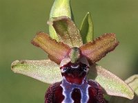 Ophrys garganica 9, Saxifraga-Hans Dekker