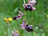 Ophrys garganica ssp sipontensis 7, Saxifraga-Rien Schot