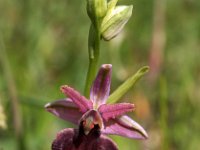 Ophrys gottfriediana 1, Saxifraga-Hans Dekker
