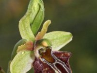 Ophrys grammica 1, Saxifraga-Hans Dekker