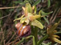 Ophrys grammica 2, Saxifraga-Hans Dekker