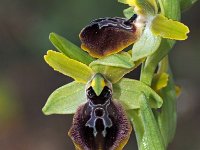 Ophrys grassoana 1, Saxifraga-Hans Dekker