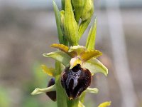 Ophrys grassoana 10, Saxifraga-Hans Dekker